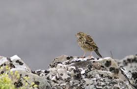 Image result for Anthus cervinus