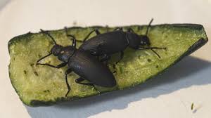 Attēlu rezultāti vaicājumam “Tenebrionidae”