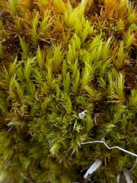 Attēlu rezultāti vaicājumam “Dicranum undulatum”