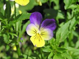 Attēlu rezultāti vaicājumam “Viola tricolor subsp. curtisii flower”