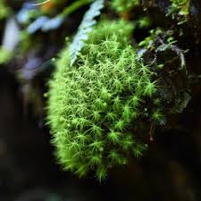 Attēlu rezultāti vaicājumam “Bartramia pomiformis”