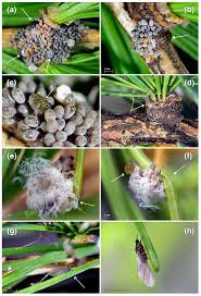 Attēlu rezultāti vaicājumam “Adelges laricis”