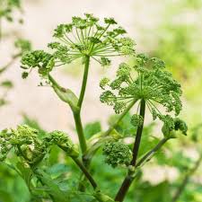 Image result for Angelica archangelica
