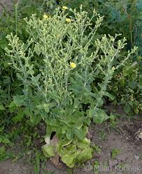 Attēlu rezultāti vaicājumam “Lactuca sativa flower”