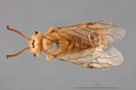 Attēlu rezultāti vaicājumam “Diprionidae”