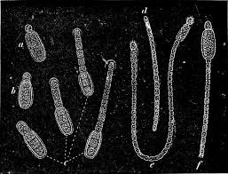 Attēlu rezultāti vaicājumam “Lycogala botrydium young”