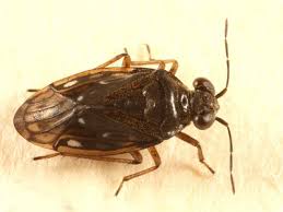 Attēlu rezultāti vaicājumam “Saldula saltatoria”