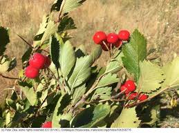 Attēlu rezultāti vaicājumam “Crataegus”