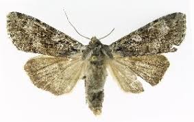 Attēlu rezultāti vaicājumam “Eurois occulta”