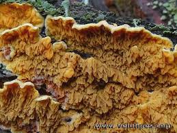 Attēlu rezultāti vaicājumam “Pseudomerulius aureus”