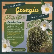 Attēlu rezultāti vaicājumam “Lycogala roseosporum sessile”