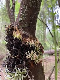 Attēlu rezultāti vaicājumam “Exobasidiales”