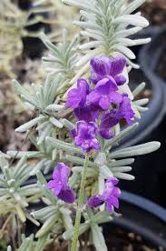 Attēlu rezultāti vaicājumam “Lavandula angustifolia flower”