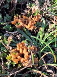 Attēlu rezultāti vaicājumam “Ramariopsis crocea”