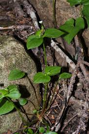 Attēlu rezultāti vaicājumam “Claytonia sibirica”