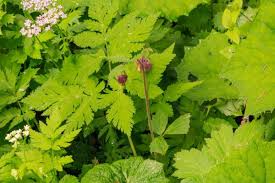 Image result for Geum rivale
