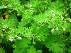 Attēlu rezultāti vaicājumam “Geranium pusillum leaf”