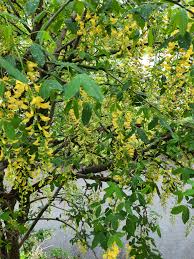 Attēlu rezultāti vaicājumam “Laburnum anagyroides”