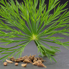 Attēlu rezultāti vaicājumam “Anethum graveolens leaf”