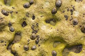 Attēlu rezultāti vaicājumam “Arthonia vinosa”