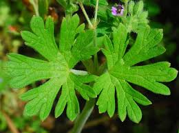 Attēlu rezultāti vaicājumam “Geranium pusillum”