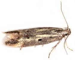 Attēlu rezultāti vaicājumam “Gelechia rhombella”