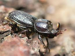 Attēlu rezultāti vaicājumam “Sinodendron cylindricum male”