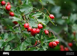 Attēlu rezultāti vaicājumam “Crataegus monogyna fruit”