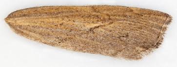 Attēlu rezultāti vaicājumam “Pediasia contaminella”