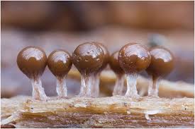 Attēlu rezultāti vaicājumam “Hemitrichia clavata macro”