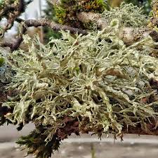 Attēlu rezultāti vaicājumam “Ramalina farinacea”