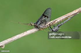 Attēlu rezultāti vaicājumam “Ephemera vulgata”