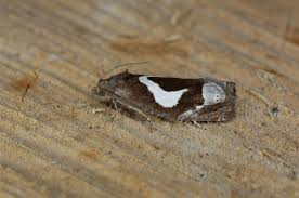 Attēlu rezultāti vaicājumam “Epiblema foenella”