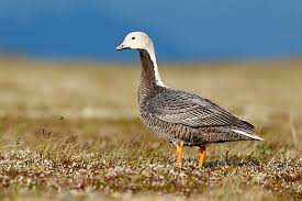 Attēlu rezultāti vaicājumam “Anser brachyrhynchus adult”