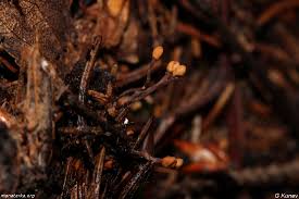 Attēlu rezultāti vaicājumam “Heyderia abietis”