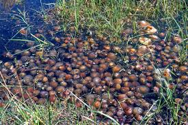 Attēlu rezultāti vaicājumam “Nostoc pruniforme”