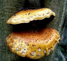 Attēlu rezultāti vaicājumam “Pholiota aurivella”