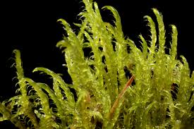 Attēlu rezultāti vaicājumam “Drepanocladus aduncus”