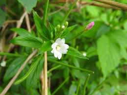 Attēlu rezultāti vaicājumam “Epilobium montanum flower”