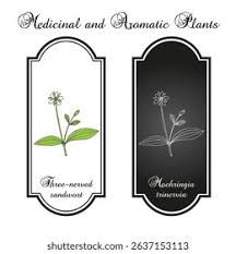 Attēlu rezultāti vaicājumam “Moehringia trinervia flower”