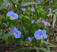 Attēlu rezultāti vaicājumam “Commelinaceae”
