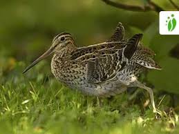 Image result for Gallinago media