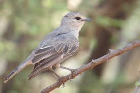 Attēlu rezultāti vaicājumam “Muscicapidae”