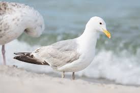 Image result for Larus cachinnans
