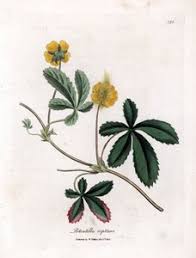 Attēlu rezultāti vaicājumam “Potentilla reptans”