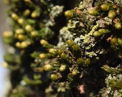 Attēlu rezultāti vaicājumam “Orthotrichum speciosum sporophyte”