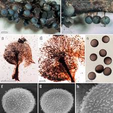 Attēlu rezultāti vaicājumam “Lamproderma echinosporum”