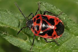 Attēlu rezultāti vaicājumam “Eurydema dominulus imago”