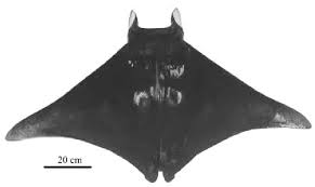 Image result for Mobula thurstoni