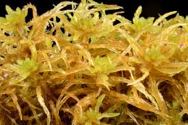 Attēlu rezultāti vaicājumam “Sphagnum teres”